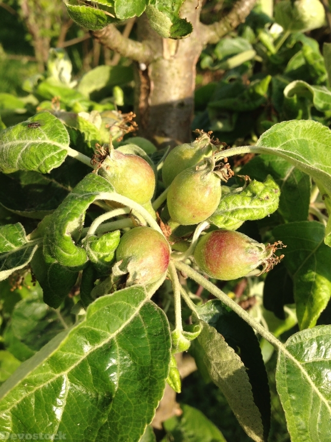 Devostock Apple Fruit Apple Tree 8