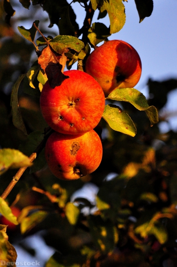 Devostock Apple Fruit Autumn Fruits