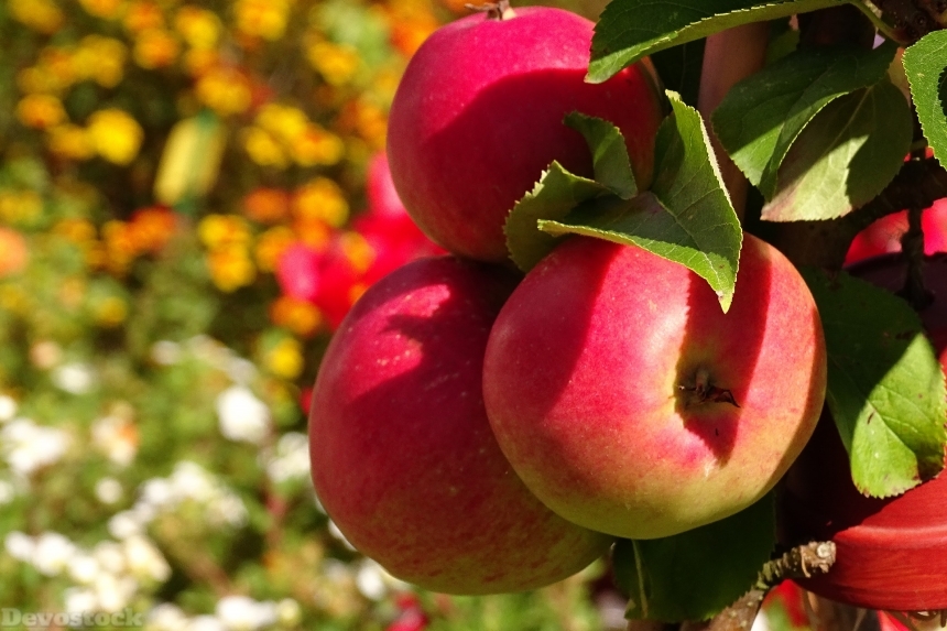 Devostock Apple Fruit Autumn Vitamins