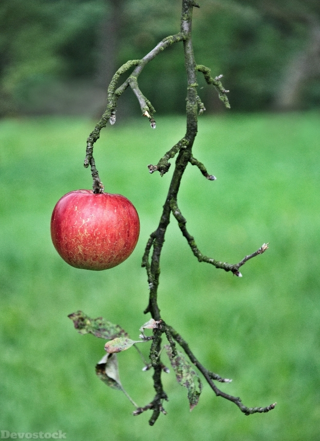 Devostock Apple Fruit Eating Fiber