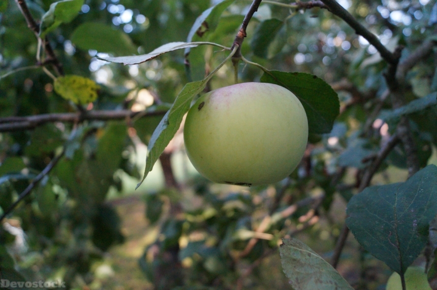 Devostock Apple Fruit Frisch Healthy