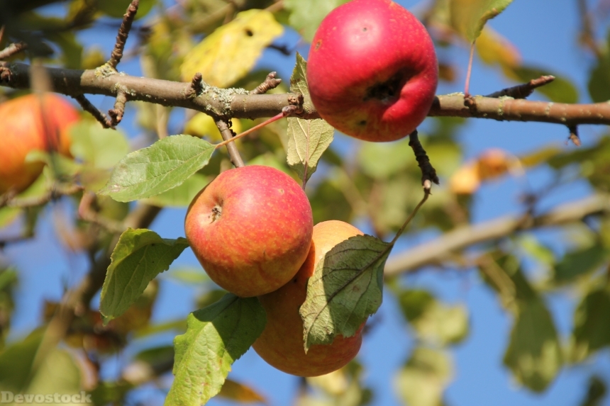 Devostock Apple Fruit Fruit Tree