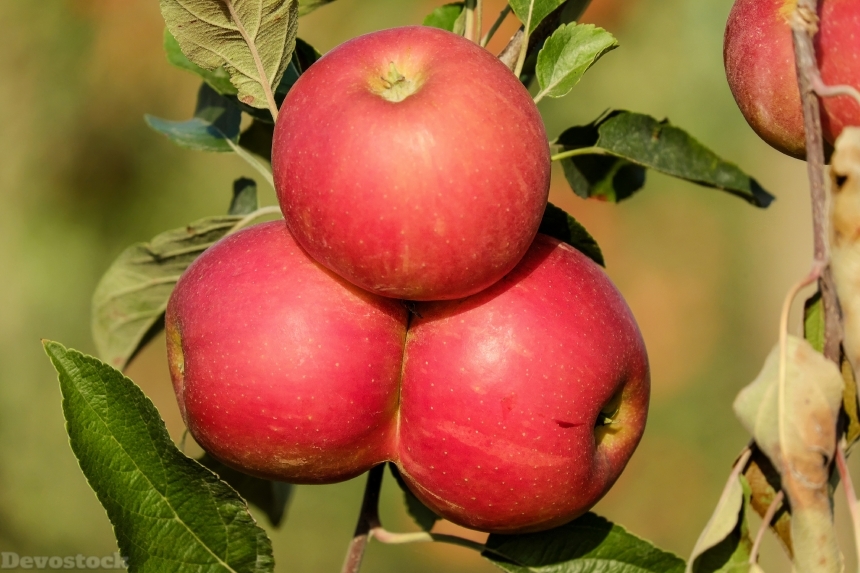 Devostock Apple Fruit Fruits Red