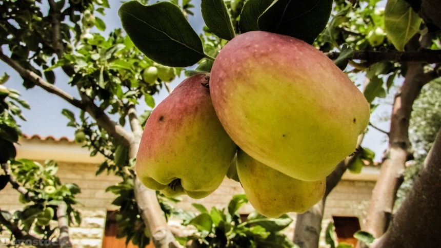 Devostock Apple Fruit Garden Tree