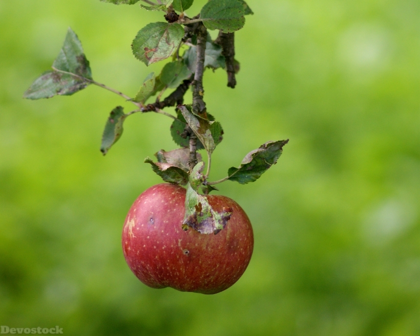 Devostock Apple Fruit Green Ripe