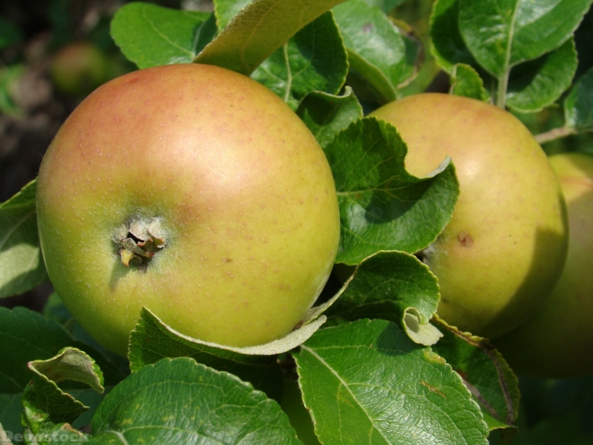 Devostock Apple Fruit Green Tree
