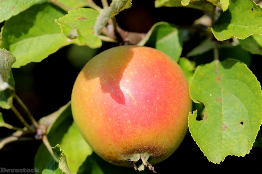 Devostock Apple Fruit Healthy Red 0