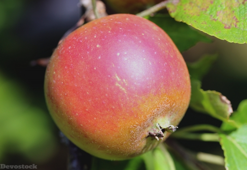 Devostock Apple Fruit Healthy Red