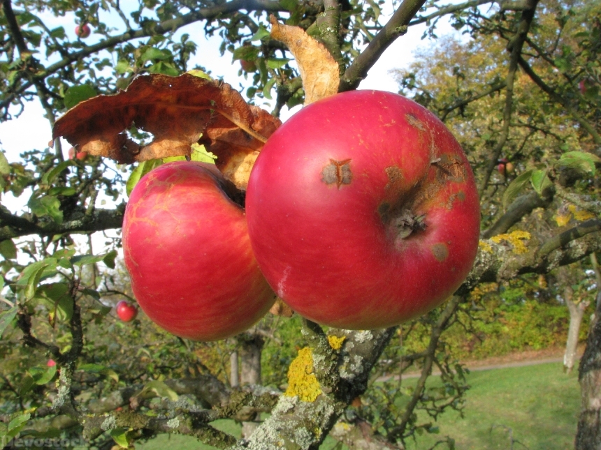 Devostock Apple Fruit Late Summer