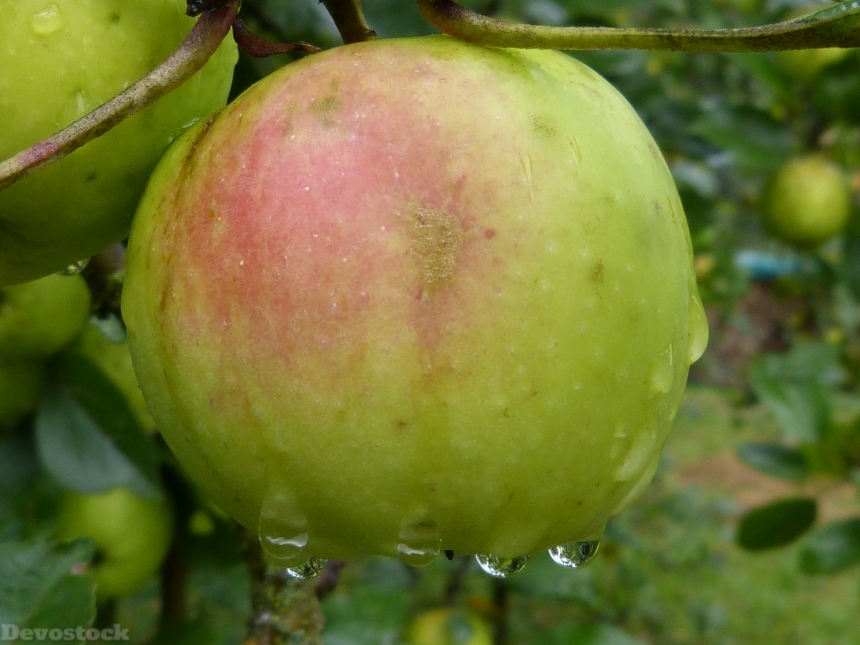 Devostock Apple Fruit Rain Drip