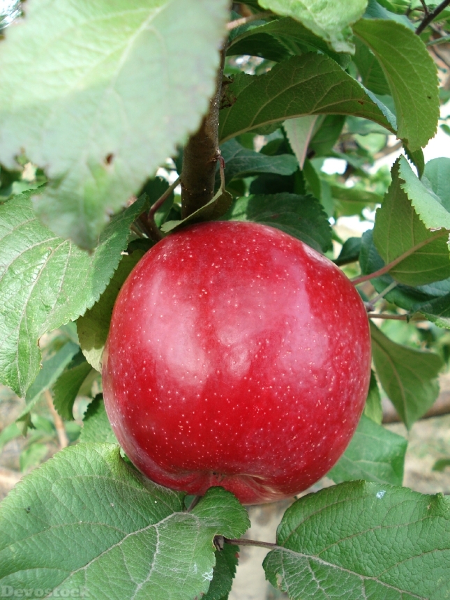 Devostock Apple Fruit Red Apple 0