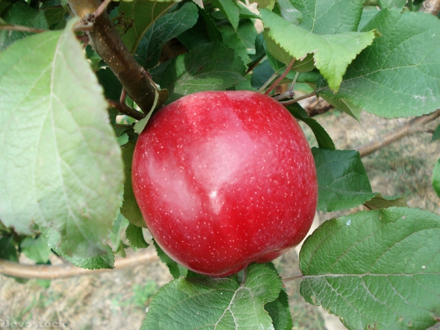 Devostock Apple Fruit Red Apple
