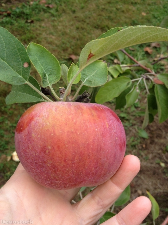 Devostock Apple Fruit Red Orchard