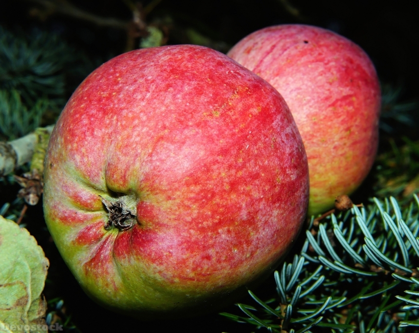 Devostock Apple Fruit Red Vitamins 2