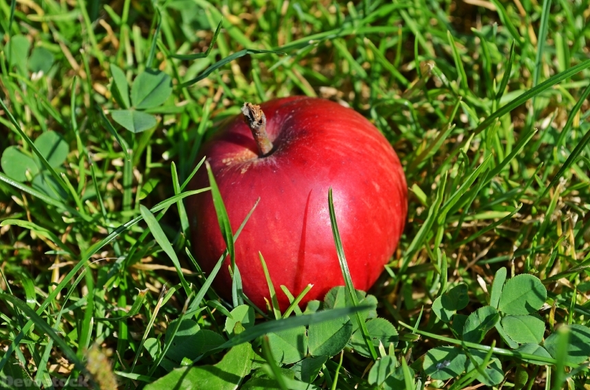 Devostock Apple Fruit Sad Tree 0
