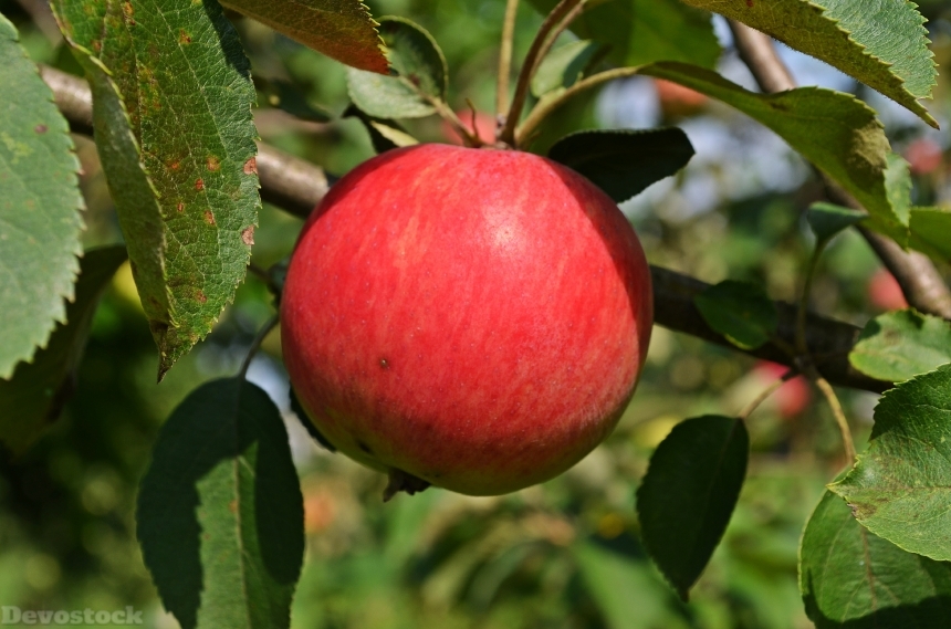 Devostock Apple Fruit Sad Tree