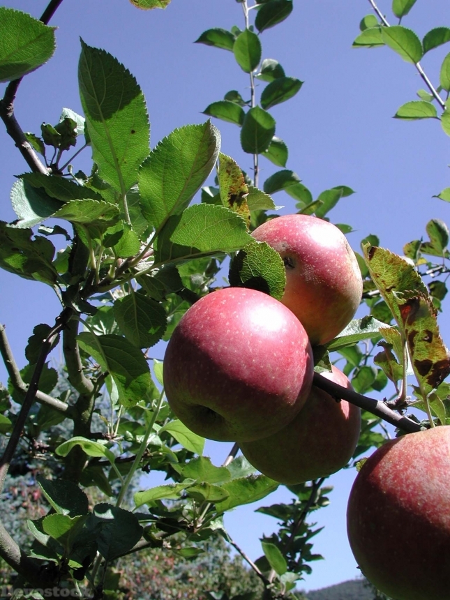Devostock Apple Fruit Tree Apple