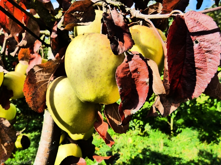 Devostock Apple Fruit Tree Autumn