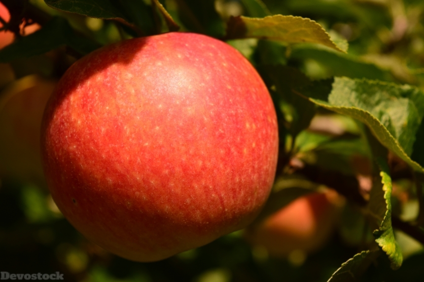 Devostock Apple Fruit Tree Healthy