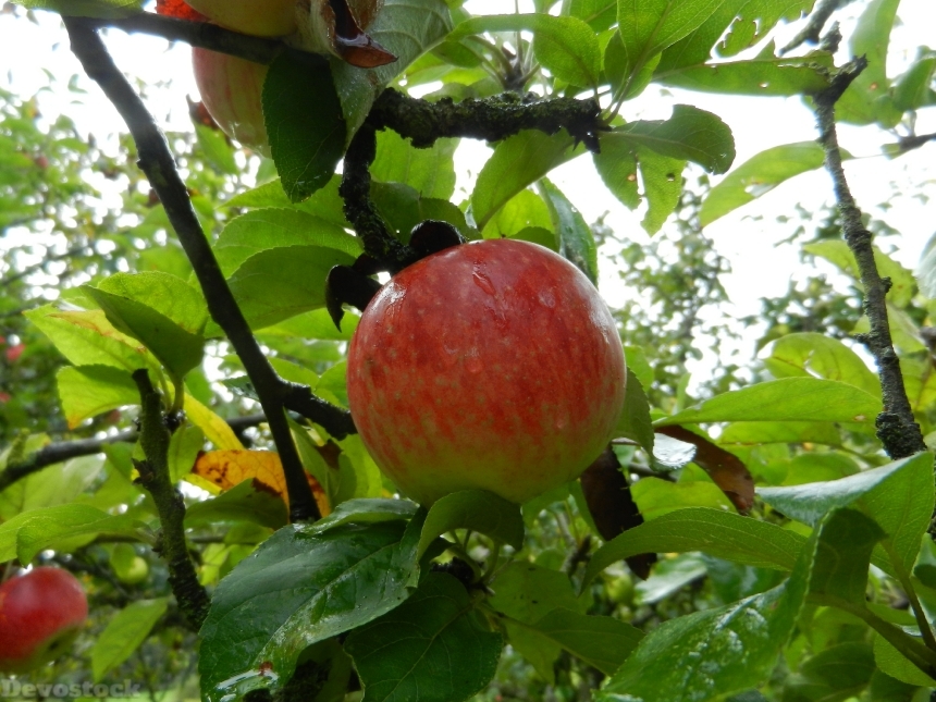 Devostock Apple Fruit Tree Manzano