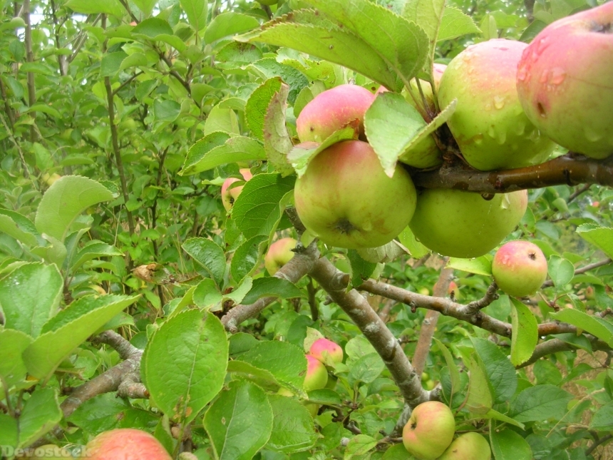 Devostock Apple Fruit Tree Nature 0