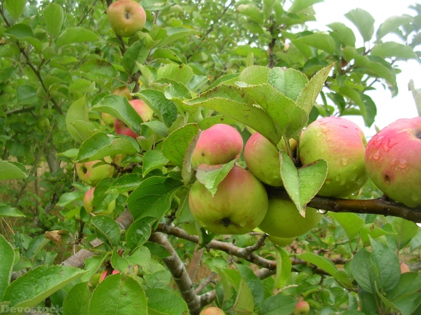 Devostock Apple Fruit Tree Nature 2