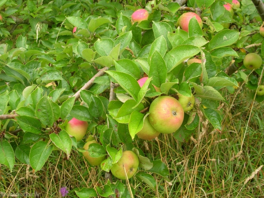 Devostock Apple Fruit Tree Nature