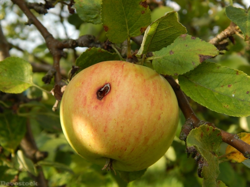 Devostock Apple Fruit Tree Pallet 0