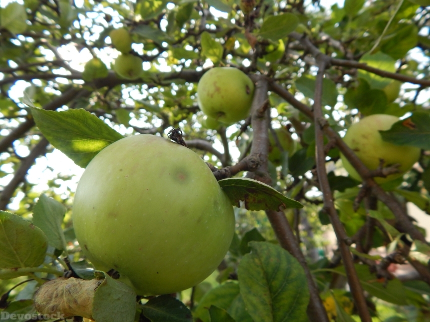 Devostock Apple Fruit Tree Pallet