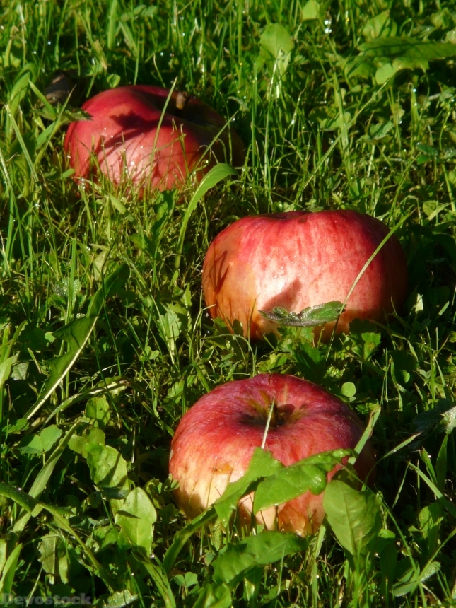 Devostock Apple Fruit Vitamins Frisch 8