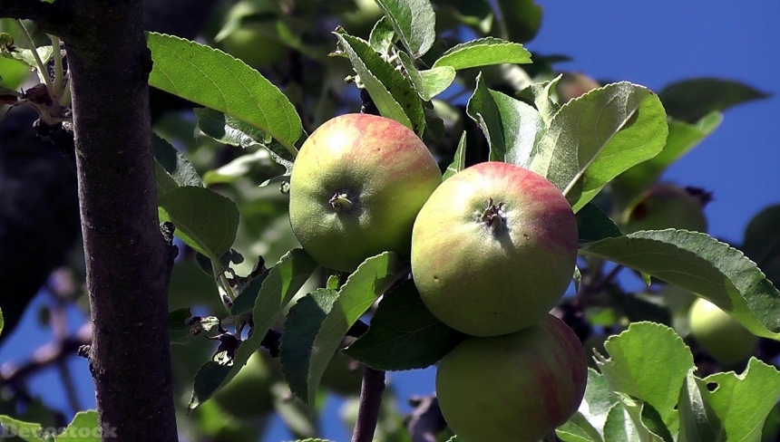 Devostock Apple Fruit Vitamins Healthy 5