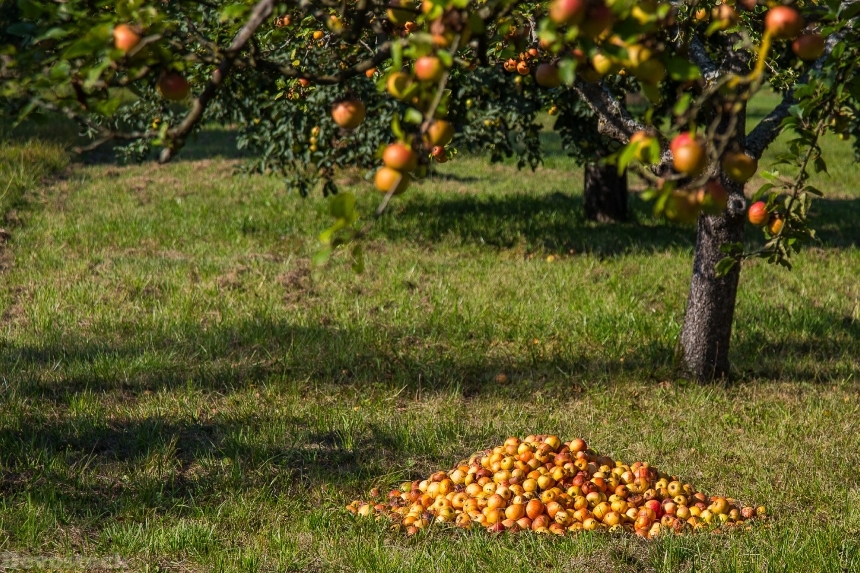 Devostock Apple Fruit Windfall Harvest 0
