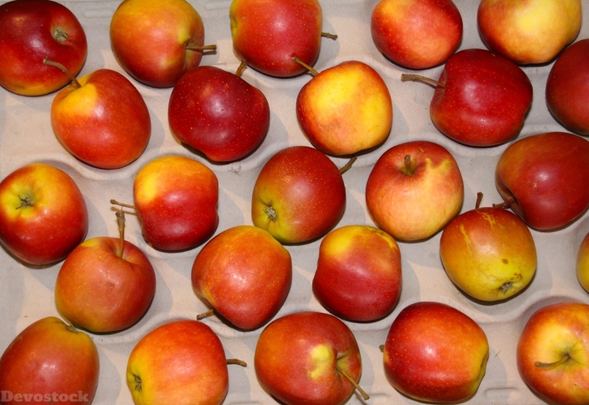 Devostock Apple Fruit Windfall Harvest