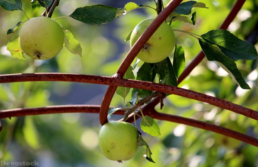 Devostock Apple Fruits Apple Tree