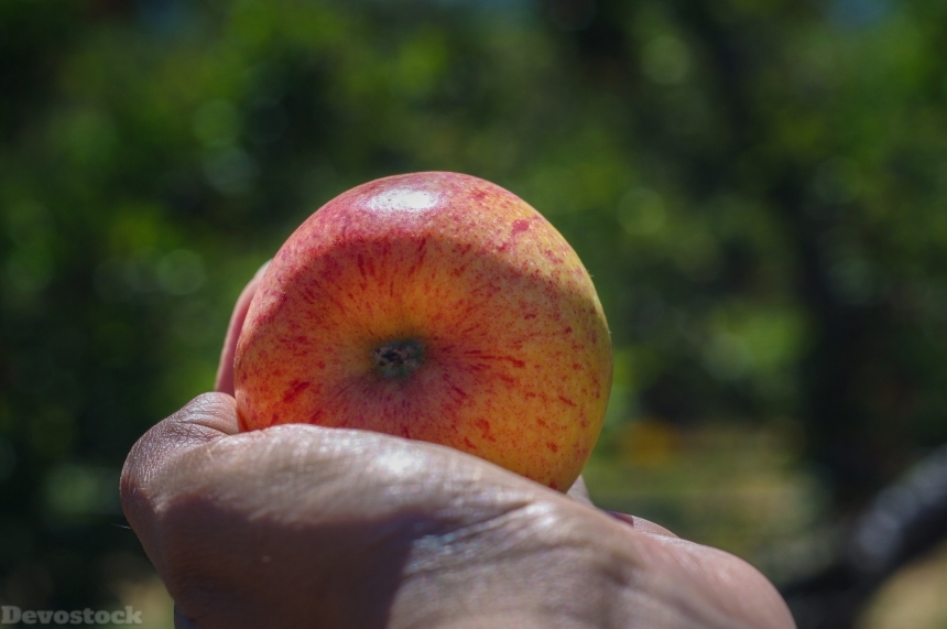 Devostock Apple Gala Fruit Red