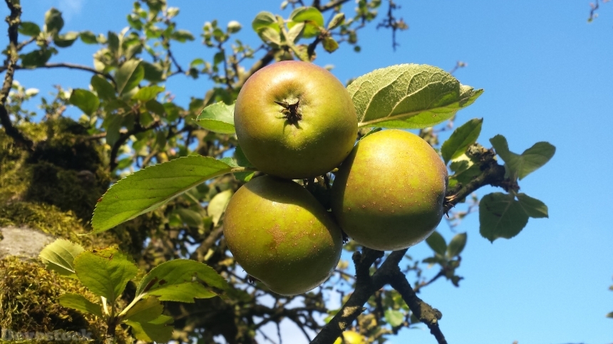 Devostock Apple Garden Apple Tree