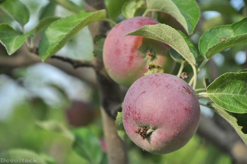 Devostock Apple Garden Tree Apple