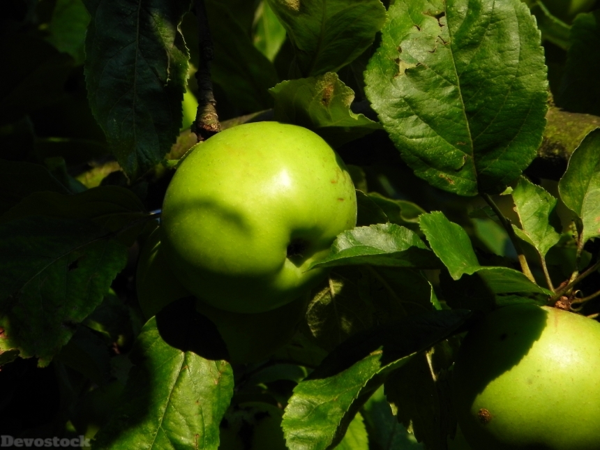 Devostock Apple Green Fruit Kernobstgewaechs