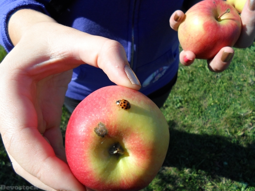 Devostock Apple Green Ladybug Fruit
