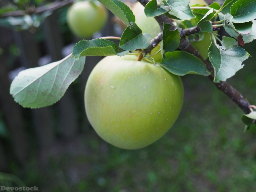 Devostock Apple Green Tree Frisch