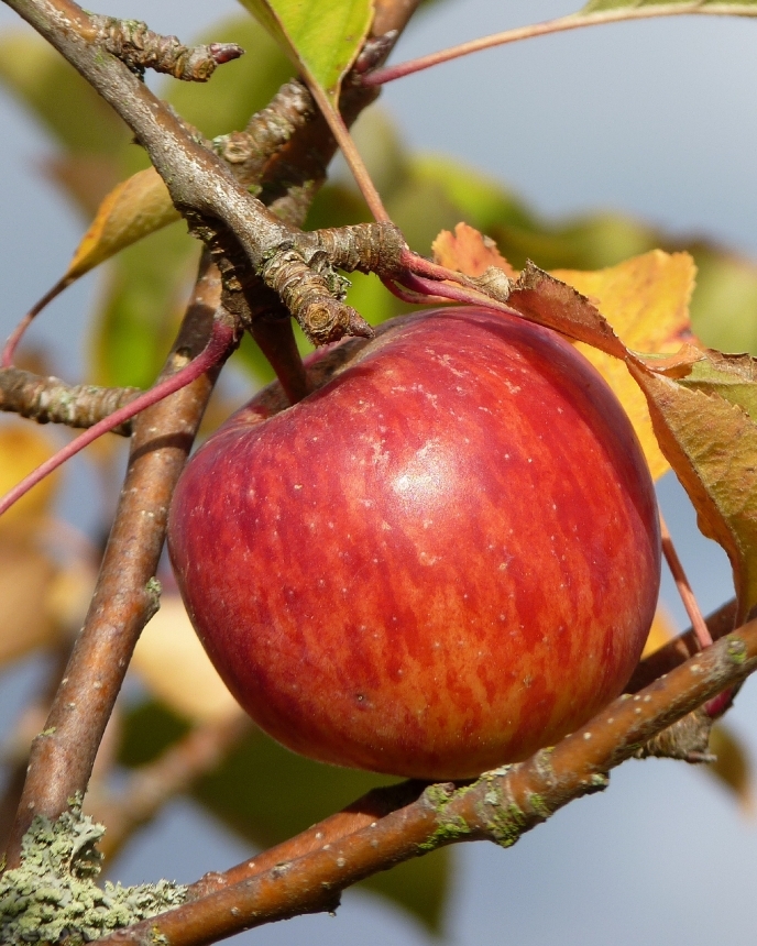 Devostock Apple Harvest Autumn Fruit 0