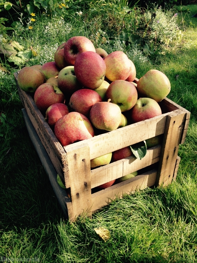 Devostock Apple Harvest Box Fruit