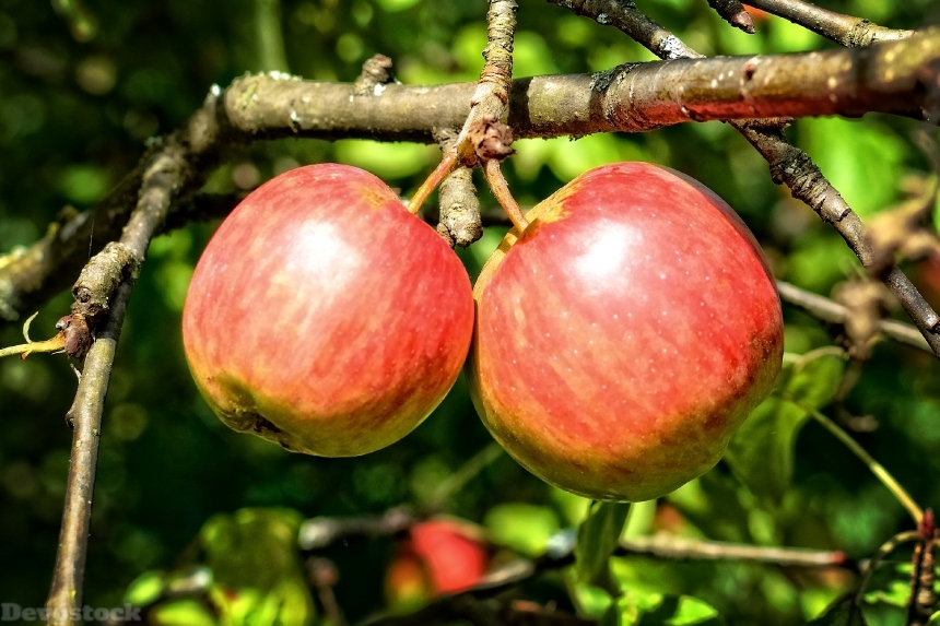 Devostock Apple Harvest Fruit Autumn 0