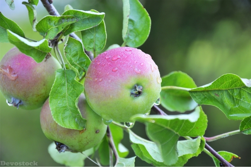 Devostock Apple Leaves Fruit Road