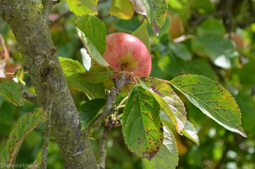 Devostock Apple Leaves Nature Fruit