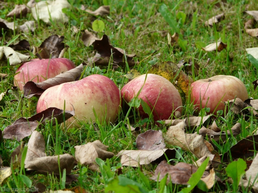 Devostock Apple Meadow Harvest Pick 0