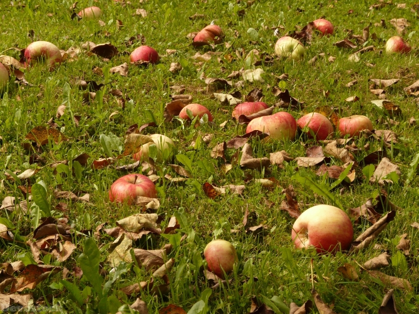 Devostock Apple Meadow Harvest Pick 1