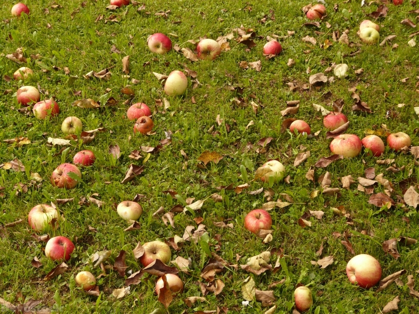 Devostock Apple Meadow Harvest Pick