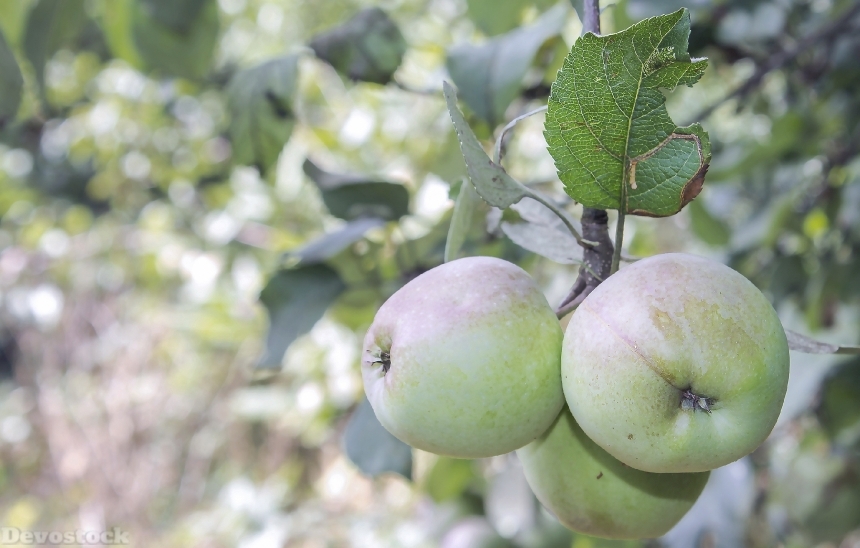 Devostock Apple Nature Fruit Delicious