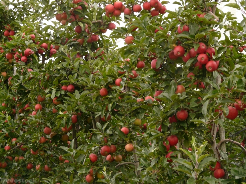 Devostock Apple Orchard Apple Apple